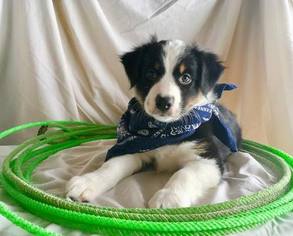 Australian Shepherd Puppy for sale in COLVILLE, WA, USA