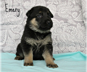 German Shepherd Dog Puppy for sale in DUENWEG, MO, USA
