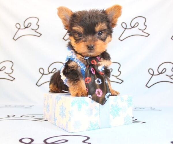 Medium Photo #40 Yorkshire Terrier Puppy For Sale in LAS VEGAS, NV, USA
