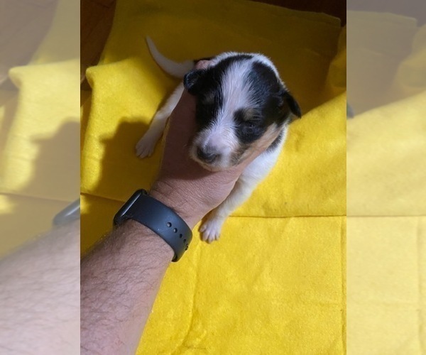 Medium Photo #4 Collie Puppy For Sale in BENNETTSVILLE, SC, USA