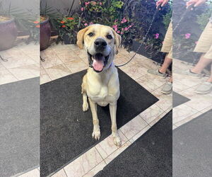 Scooby - Male Great Dane-Unknown Mix Dog for Adoption - Photo #2