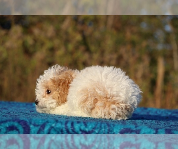 Medium Photo #17 Goldendoodle (Miniature) Puppy For Sale in DYERSBURG, TN, USA