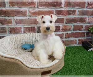 Schnauzer (Miniature) Puppy for sale in SYRACUSE, IN, USA