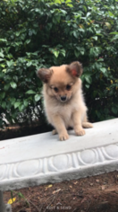 Pomeranian Puppy for sale in BROCKTON, MA, USA