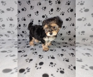 Medium Morkie
