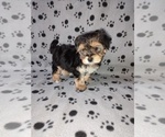 Puppy Max Morkie
