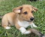 Small Photo #18 Pembroke Welsh Corgi Puppy For Sale in BRYAN, TX, USA