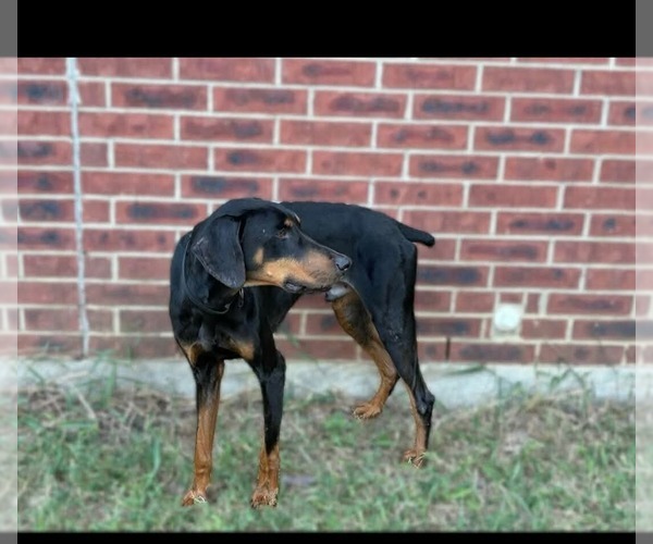 Medium Photo #4 Doberman Pinscher-Unknown Mix Puppy For Sale in Dallas, TX, USA