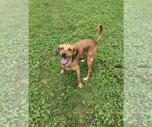 Medium Photo #2 Mutt Puppy For Sale in Low Moor, VA, USA