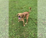 Small #1 Mutt