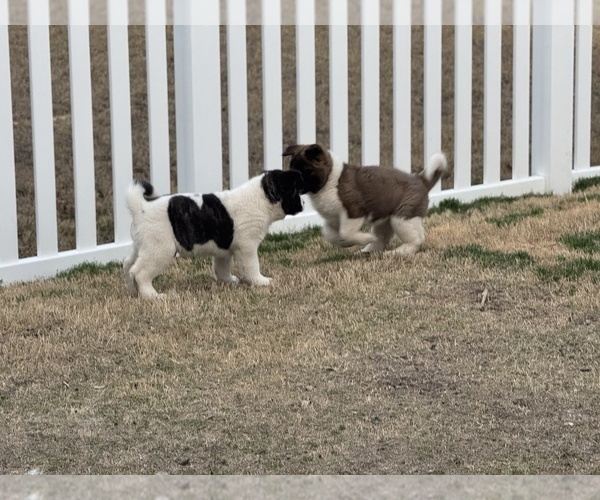 Medium Photo #1 Akita Puppy For Sale in ZEBULON, NC, USA