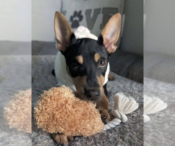 Medium Photo #7 Mutt Puppy For Sale in Oak Bluffs, MA, USA