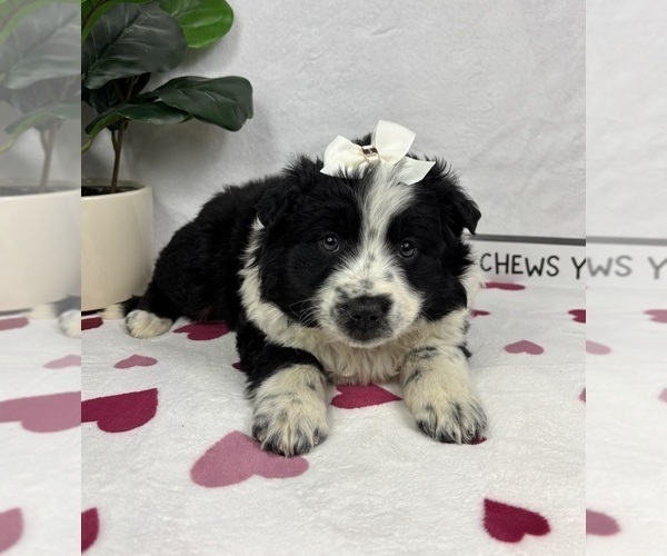 Medium Photo #4 Australian Cattle Dog-Miniature Australian Shepherd Mix Puppy For Sale in FRANKLIN, IN, USA