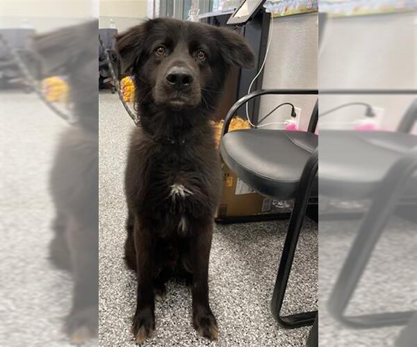 Medium Photo #2 Chow Chow-Labrador Retriever Mix Puppy For Sale in Rosenberg, TX, USA