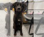 Small #1 Chow Chow-Labrador Retriever Mix
