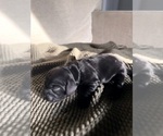 Puppy Bacon Cocker Spaniel