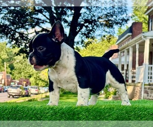 American Bully Puppy for sale in LANCASTER, PA, USA