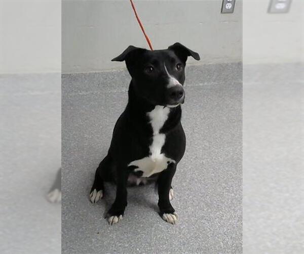 Medium Photo #1 Labrador Retriever Puppy For Sale in Pasadena, TX, USA