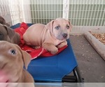 Small Photo #2 American Bully Puppy For Sale in BANGOR, ME, USA