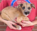 Small #1 Mutt
