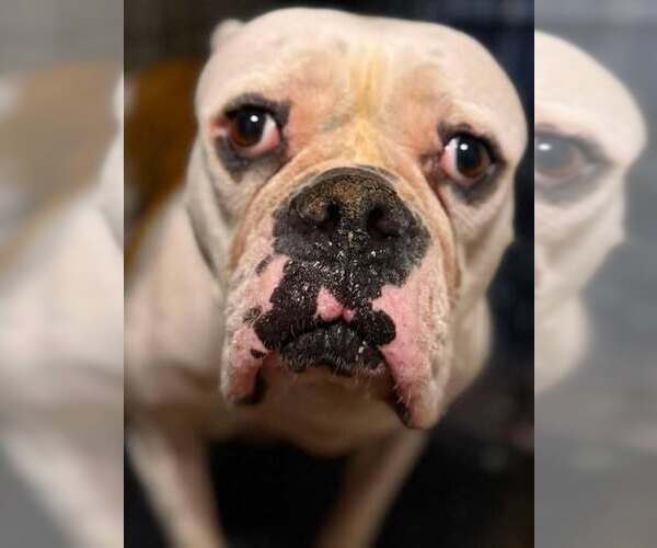 Medium Photo #7 American Bulldog Puppy For Sale in New York, NY, USA