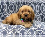 Small Photo #12 Cavapoo Puppy For Sale in LAKELAND, FL, USA