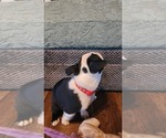 Small Photo #2 Boston Terrier Puppy For Sale in LEXINGTON, IN, USA