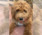 Small Photo #22 Goldendoodle-Poodle (Toy) Mix Puppy For Sale in MENIFEE, CA, USA