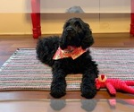 Small Photo #1 Irish Doodle Puppy For Sale in SUMNER, IA, USA