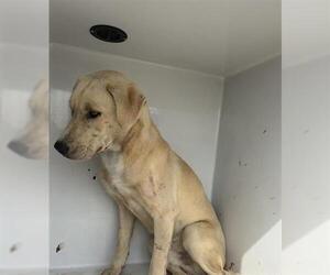 Labrador Retriever Dogs for adoption in Houston, TX, USA