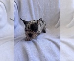 Small Photo #23 French Bulldog Puppy For Sale in NORTH MYRTLE BEACH, SC, USA