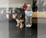 Small Photo #3 Yorkshire Terrier Puppy For Sale in FORT WORTH, TX, USA