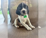 Small Photo #5 German Shorthaired Pointer Puppy For Sale in RIO LINDA, CA, USA