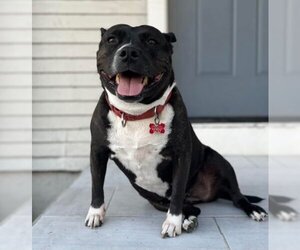 Bulldog-Staffordshire Bull Terrier Mix Dogs for adoption in San Diego, CA, USA