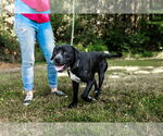 Small #4 American Pit Bull Terrier Mix