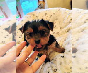 Yorkshire Terrier Puppy for sale in LE ROY, KS, USA