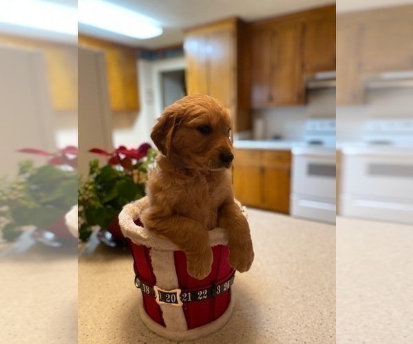 Medium Photo #6 Golden Retriever Puppy For Sale in SANFORD, NC, USA