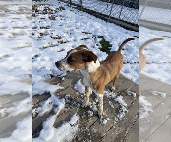 Medium Photo #6 Mutt Puppy For Sale in Evansville, IN, USA