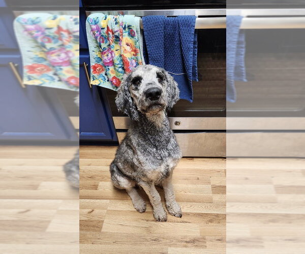 Medium Photo #1 Poodle (Standard)-Unknown Mix Puppy For Sale in Boston, MA, USA