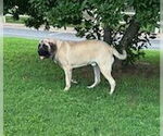 Small #1 Mastiff