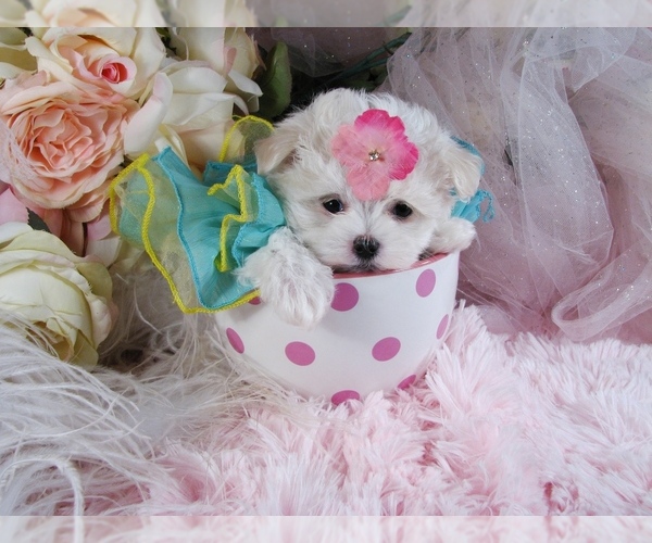 Medium Photo #11 Maltese Puppy For Sale in BEVERLY HILLS, CA, USA