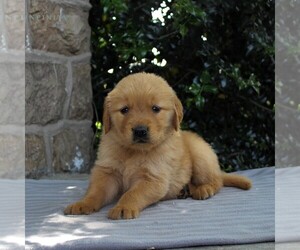 Golden Retriever Puppy for sale in NARVON, PA, USA