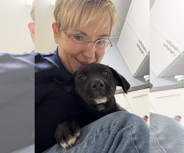 Medium Photo #1 Aussiedor Puppy For Sale in Mechanicsburg, PA, USA