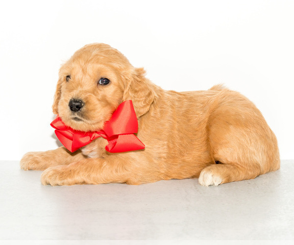 Medium Photo #2 Goldendoodle Puppy For Sale in LITTLE ROCK, AR, USA