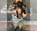 Puppy black female 1 Cane Corso