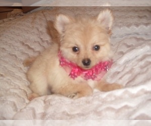 Pomeranian Puppy for sale in JACKSON, MS, USA