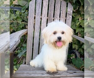Maltipoo Puppy for sale in ROSEVILLE, CA, USA
