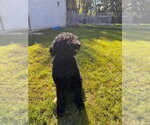 Small Photo #3 Labrador Retriever-Unknown Mix Puppy For Sale in Muskegon, MI, USA
