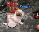 Small #7 Havanese