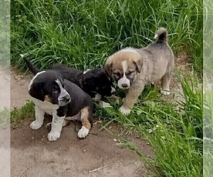 Border Collie-Newfoundland Mix Litter for sale in WAUSAUKEE, WI, USA